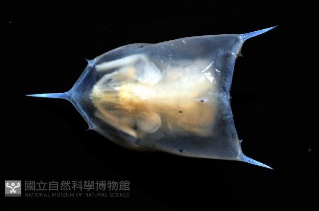 未知種蝦蛄幼生藏品圖，第3張