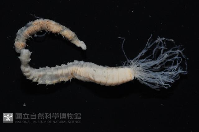 梧棲搓蟄蟲藏品圖，第3張
