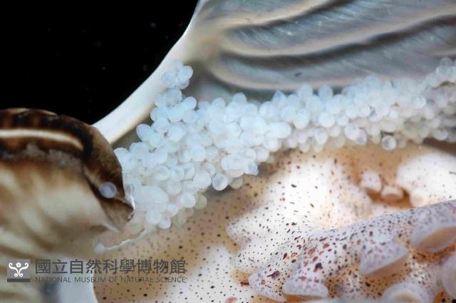 扁船蛸藏品圖，第3張