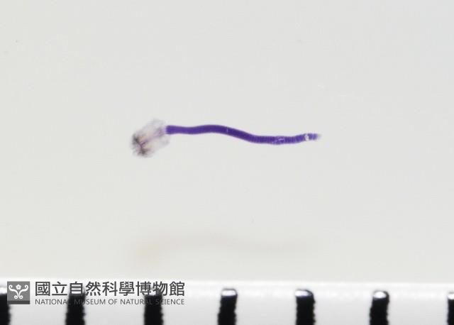 新種棘槽絛蟲藏品圖，第3張