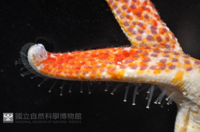 多篩指海星藏品圖，第3張