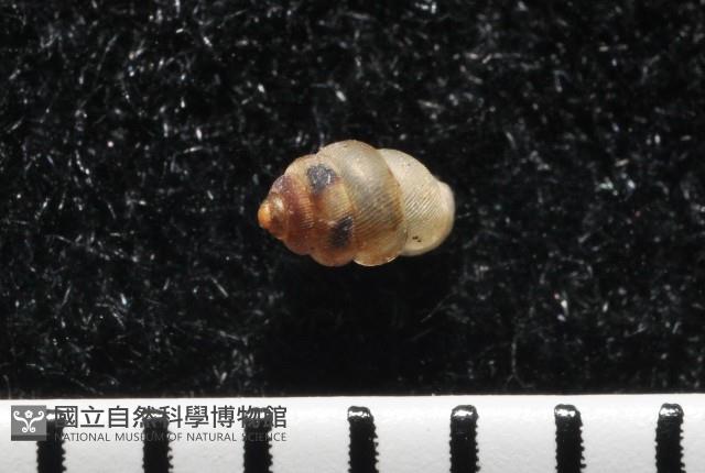 下齒芝麻蝸牛藏品圖，第3張