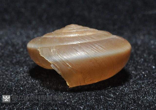 彩虹大臍蝸牛藏品圖，第3張