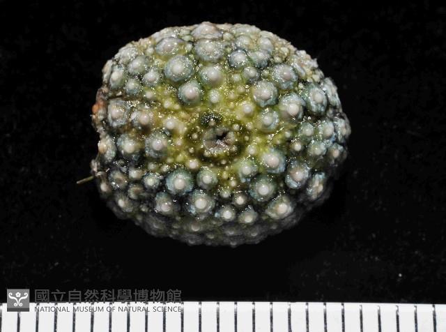 斜長海膽藏品圖，第3張