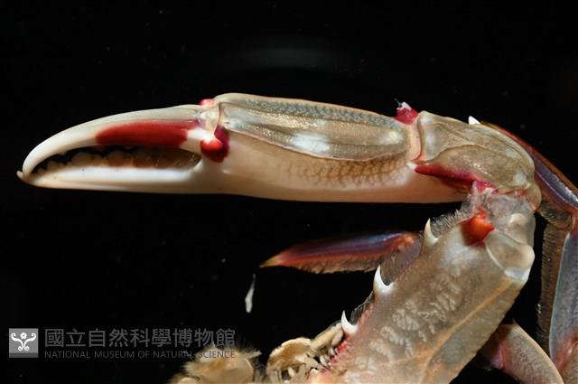 紅星梭子蟹藏品圖，第3張