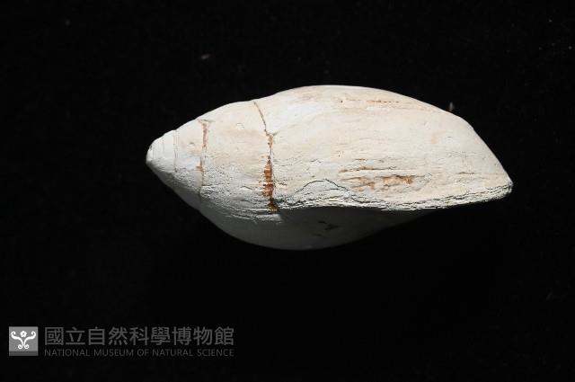 中華大耳螺藏品圖，第3張