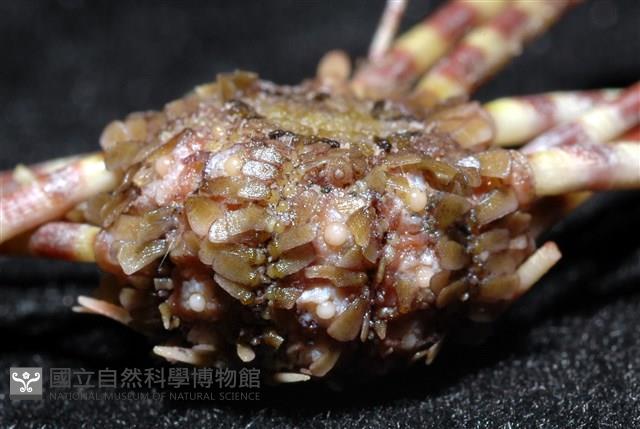 環棘深淵沙棱海膽藏品圖，第3張