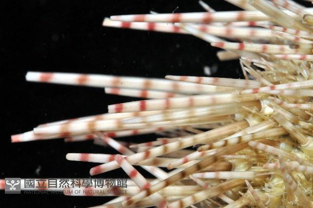 細雕刻肋海膽藏品圖，第3張