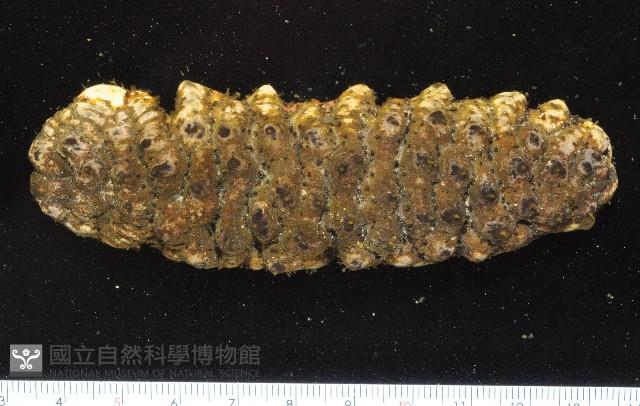 未知種海參藏品圖，第3張