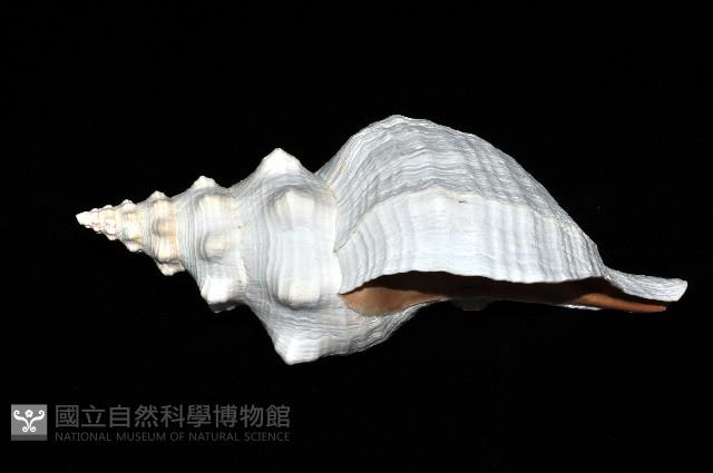 天王赤旋螺藏品圖，第3張