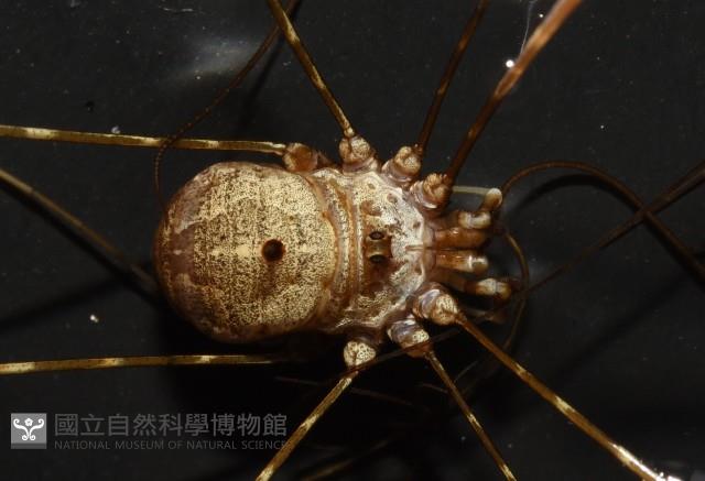 登錄號:007926-00002藏品圖，第3張