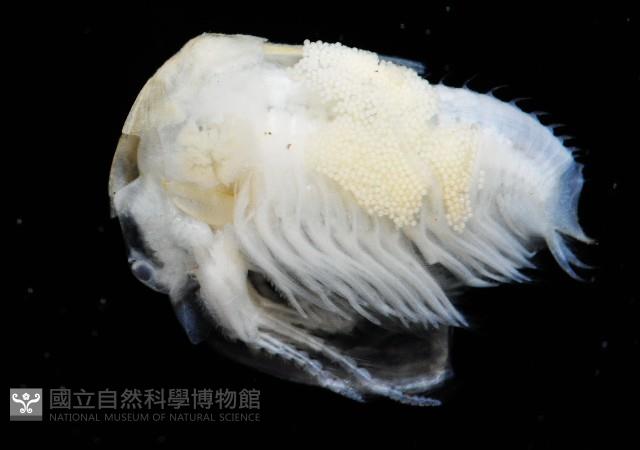 臺灣原蚌蟲藏品圖，第3張