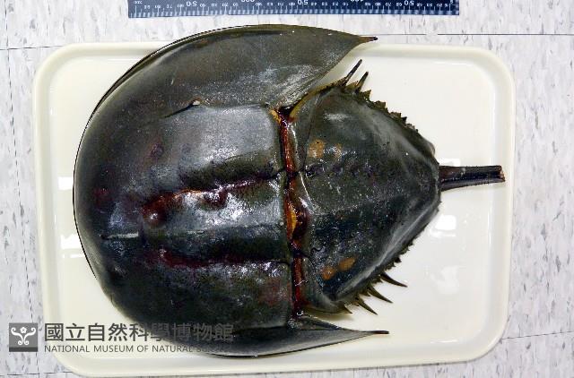 中國鱟(三刺鱟)藏品圖，第3張