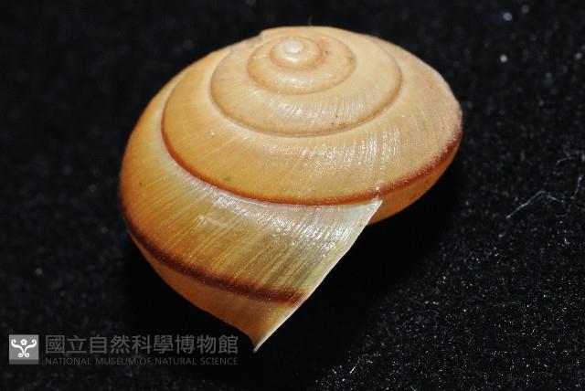 鱗高腰蝸牛(鱗菱蝸牛)藏品圖，第3張