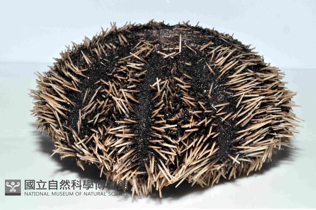 白棘三列海膽藏品圖，第3張