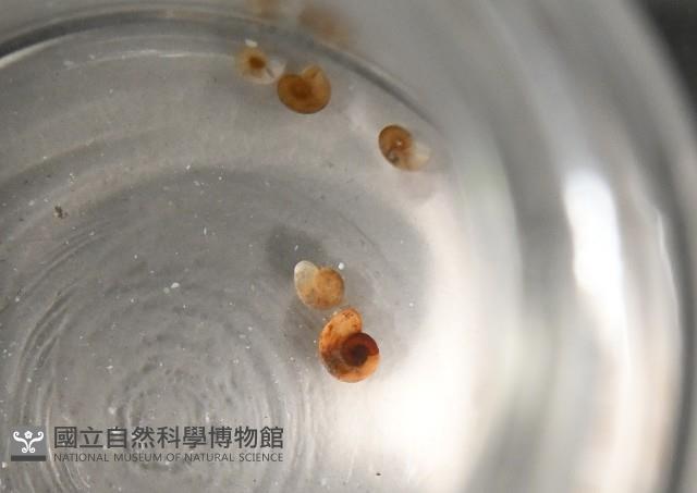 微小扁釘螺藏品圖，第3張