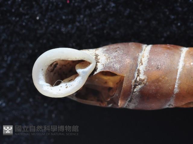 寬敏煙管蝸牛藏品圖，第3張