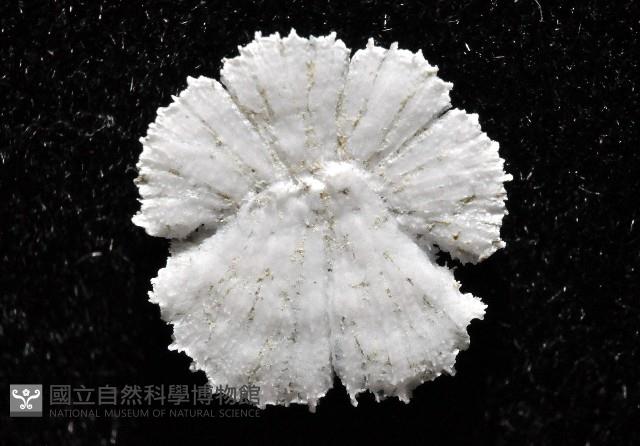 裂盤蕈杯珊瑚藏品圖，第3張