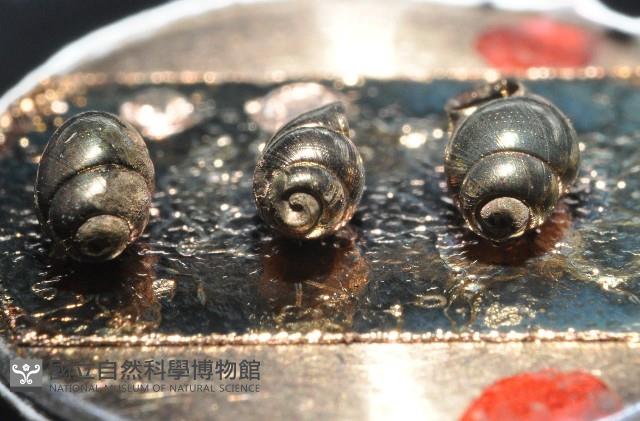 礁溪粟螺藏品圖，第3張