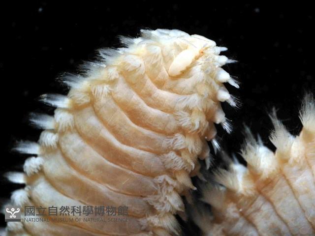 扁猶帝蟲藏品圖，第3張