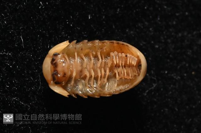 金色木球馬陸藏品圖，第3張