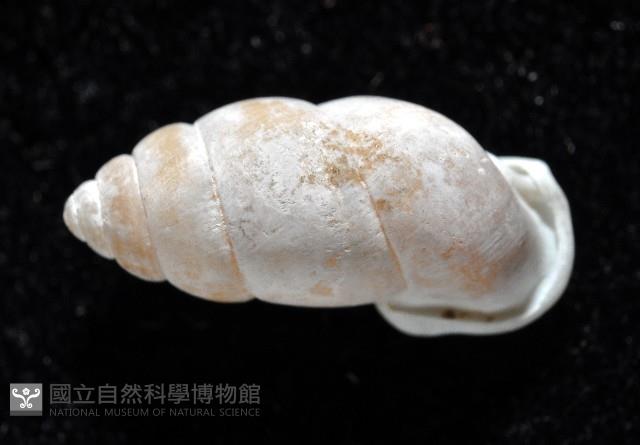 梅山豆蝸牛藏品圖，第3張