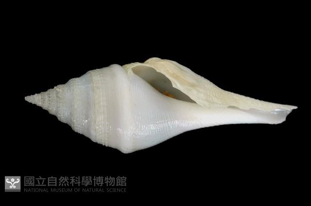 矛形捲管螺藏品圖，第3張