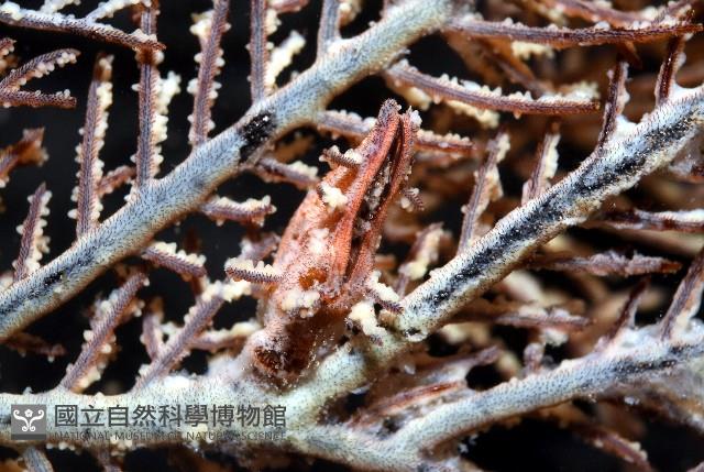 雙輻刺茗荷藏品圖，第3張