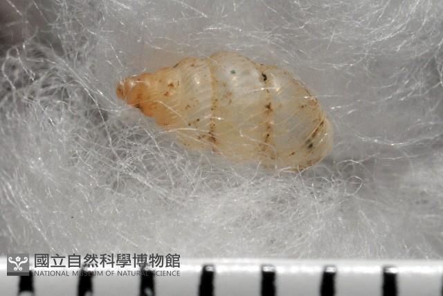 水田芝麻蝸藏品圖，第3張