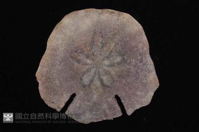 裂邊毛餅海膽藏品圖，第3張