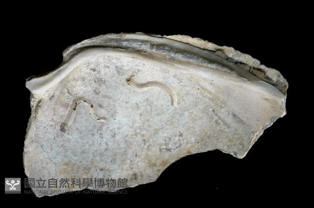 新種巨齒滿月蛤藏品圖，第3張