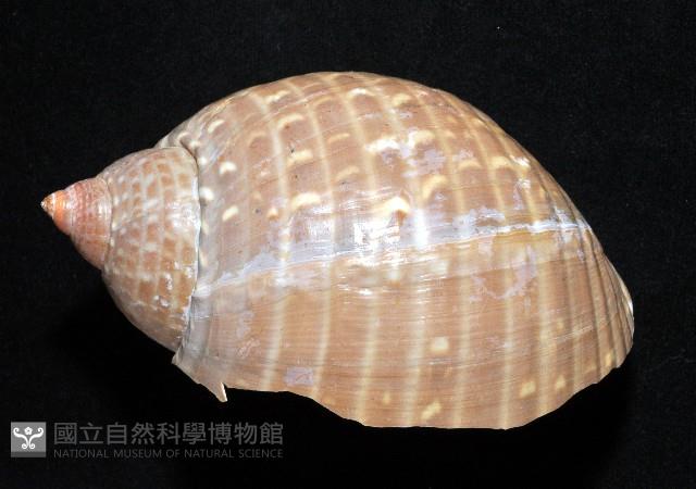 鶉螺藏品圖，第3張