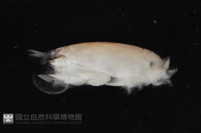 臺灣鼴鼠蟹藏品圖，第3張