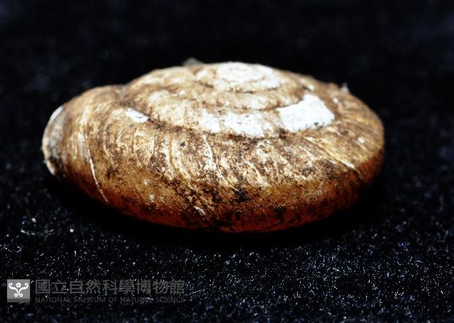 皺大臍蝸牛藏品圖，第3張