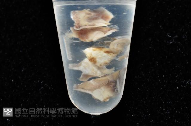 威廉小藤壺藏品圖，第3張