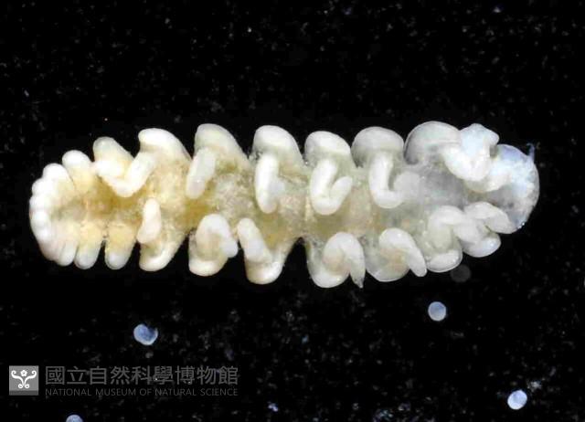 中華淺鰓虱藏品圖，第3張