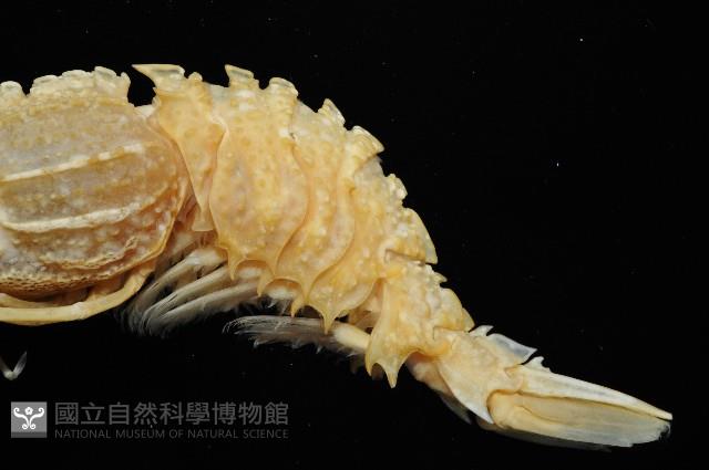 新種雕褐蝦藏品圖，第3張