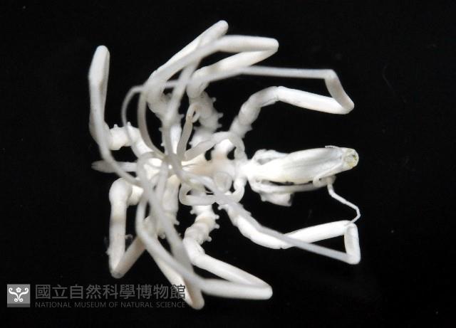 疣囊吻海蜘蛛藏品圖，第3張