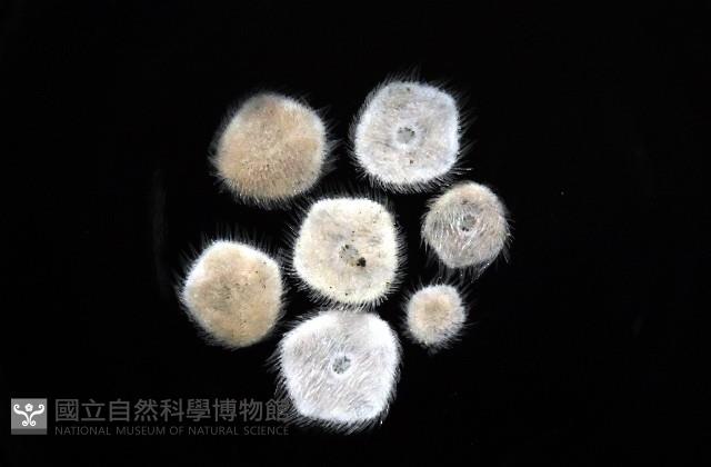 馬氏海錢(馬氏扣海膽)藏品圖，第3張
