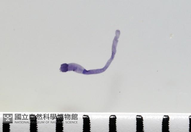 新種鯊魚絛蟲-02藏品圖，第3張