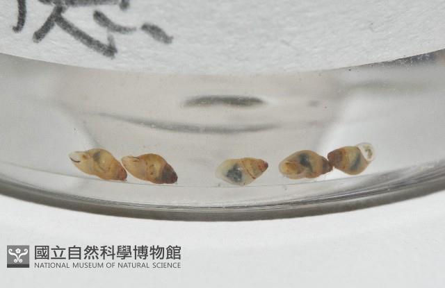 鋸齒小菜籽蛤藏品圖，第3張