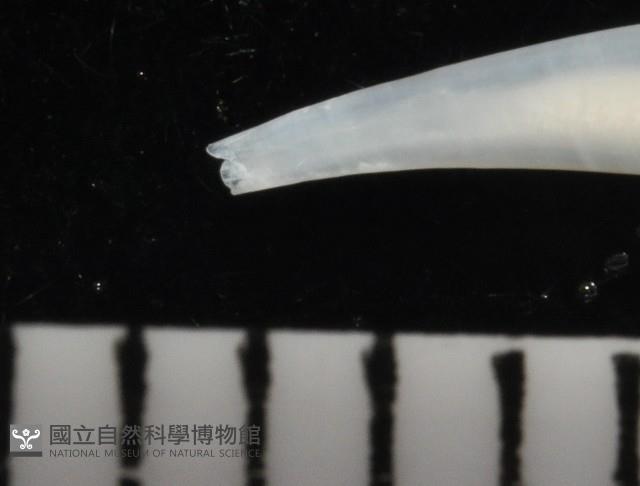 胖象牙貝藏品圖，第3張