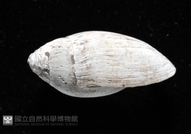 中華大耳螺藏品圖，第3張