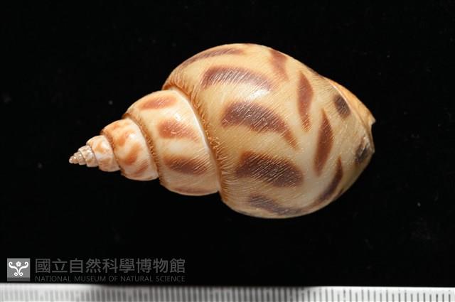 象牙鳳螺藏品圖，第3張