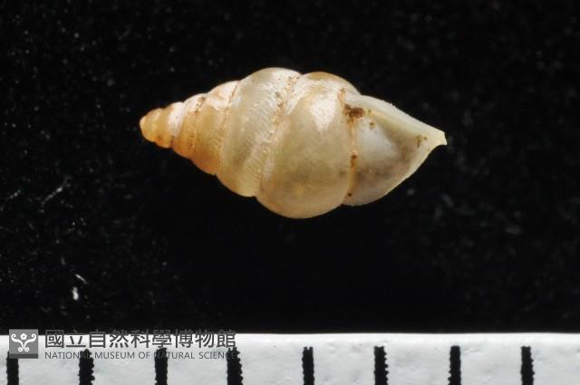 左旋扁芝麻蝸牛藏品圖，第3張
