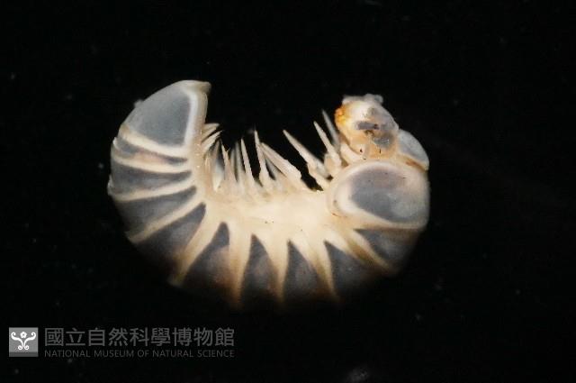 條紋木球馬陸藏品圖，第3張