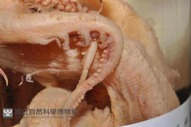 東沙面蛸(新種)藏品圖，第3張