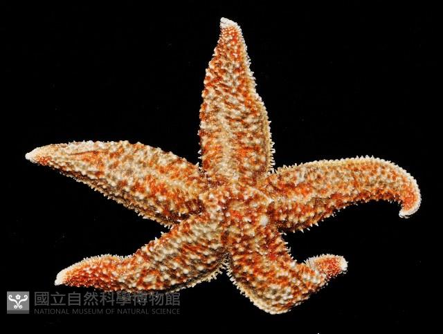 多棘海盤車藏品圖，第3張