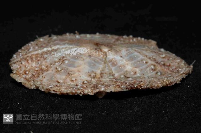 囊袋海膽藏品圖，第3張