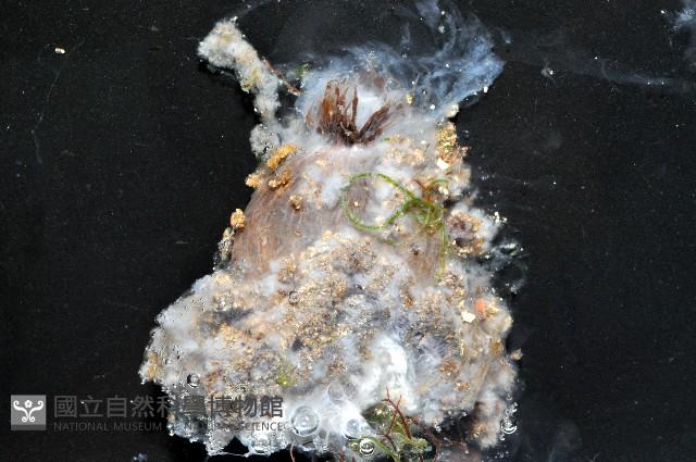 印紋花盤海葵藏品圖，第3張